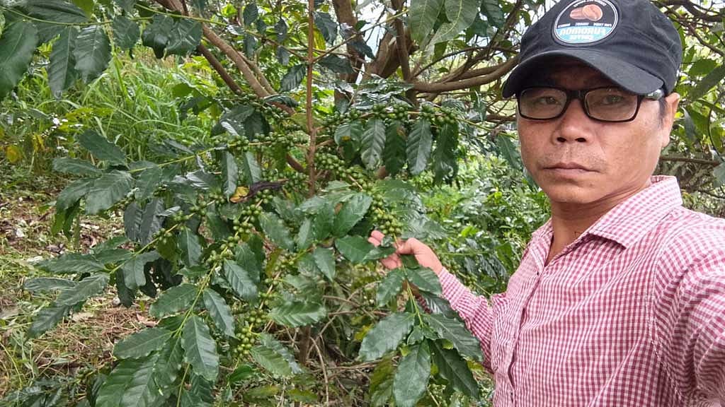 দেশে বাড়ছে কফির উৎপাদন, চাষবাস ও বাজারজাতকরণে বড় সংকট