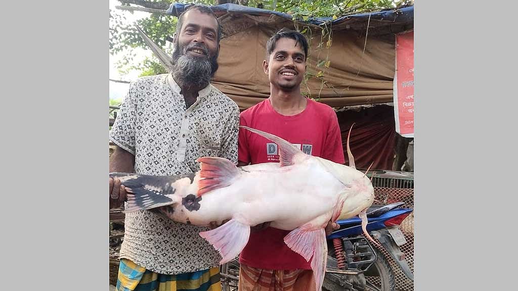 মানিকগঞ্জে ৩৮ হাজারে বিক্রি হল ২৪ কেজির বাঘাইড়