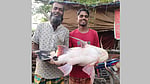 মানিকগঞ্জে ৩৮ হাজারে বিক্রি হল ২৪ কেজির বাঘাইড়