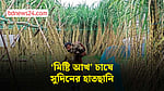 ‘মিষ্টি আখ’ চাষে সুদিন ফিরছে শার্শার চাষিদের
