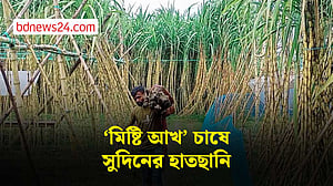 ‘মিষ্টি আখ’ চাষে সুদিন ফিরছে শার্শার চাষিদের