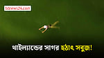 থাইল্যান্ডের সাগরজুড়ে সবুজের আস্তরণ, কেন?