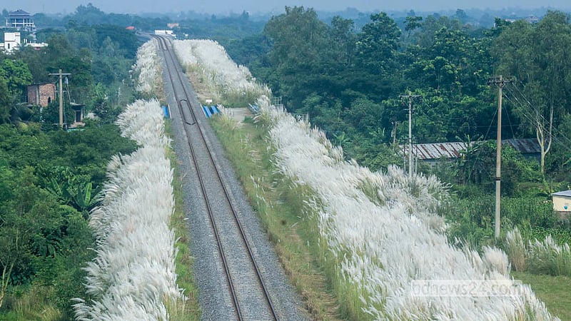 মুন্সীগঞ্জের সিরাজদিখান উপজেলার কুচিয়ামোড়া এলাকায় রেলপথের দুই পাশে ফুটে থাকা সাদা কাশফুলের মনোমুগ্ধকর সৌন্দর্য।&amp;nbsp; ছবি: আব্দুল্লাহ আল মমীন