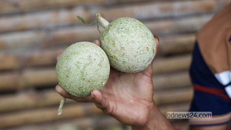 রাজধানীর শ্যামবাজারের ফলের আড়তে ঝুড়ি ভর্তি কদবেল সাজিয়ে পাইকারি বিক্রির জন্য ক্রেতার অপেক্ষায় ব্যবসায়ীরা। ছবি: শামছুল হক রিপন