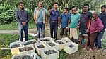 সিরাজগঞ্জে জেলি পুশ করা ৪৫০ কেজি চিংড়ি ধ্বংস