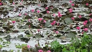 দর্শনার্থী টানছে ঘোরাদিঘী বিলের লাল শাপলা