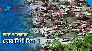 দর্শনার্থী টানছে ঘোরাদিঘী বিলের লাল শাপলা