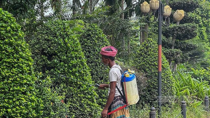 রাজধানীর খিলক্ষেতে বিমানবন্দর সড়কের ফুটপাতের পাশে শোভাবর্ধনের জন্য লাগানো গাছপালার পরিচর্যায় ব্যস্ত সিটি করপোরেশনের একজন কর্মী। ছবি: মুস্তাফিজ মামুন