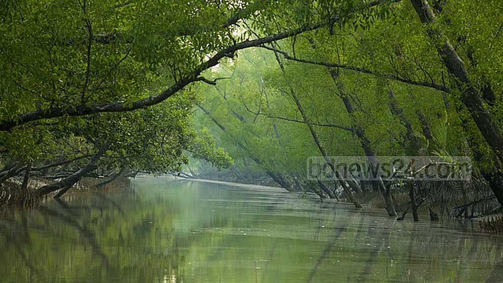 সুন্দরবনে আধিপত্য কমছে সুন্দরী গাছের, জায়গা নিচ্ছে কাঁকড়া, গেওয়া
