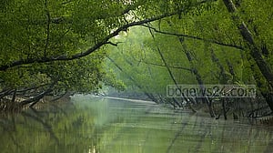 সুন্দরবনে কমছে চারা গজানোর হার, বিস্তার কীসের?