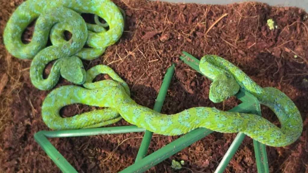 জার্মান বিমানবন্দরে যাত্রীর স্যুটকেসে মিলল ৯২ বিষাক্ত সাপ ও গিরগিটি
