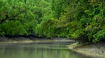 Sundarbans Mangrove Forest