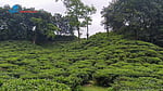 চা বাগানে শিশুশ্রম বন্ধ হোক