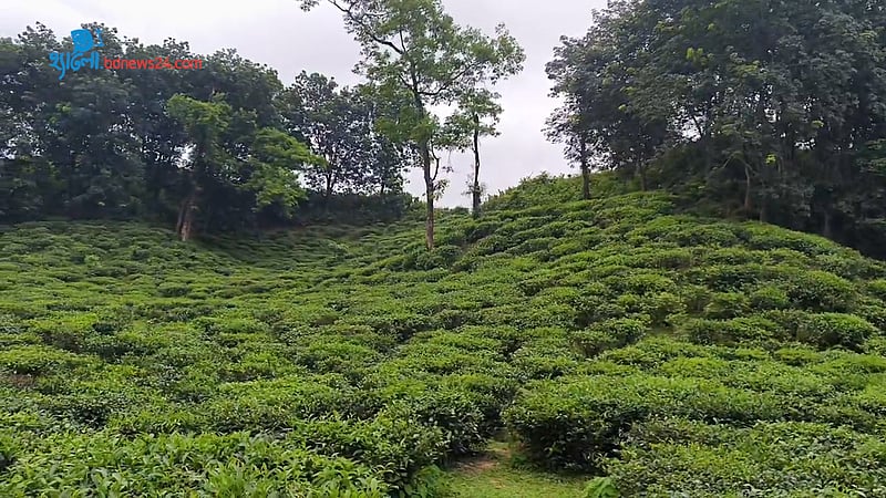 চা বাগানে শিশুশ্রম বন্ধ হোক