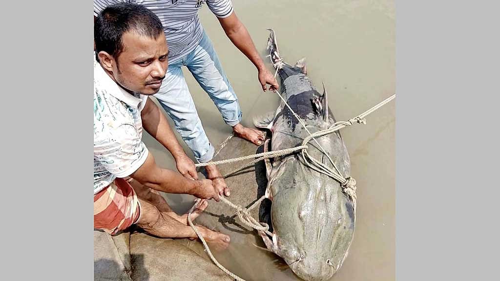 কুড়িগ্রামে ব্রহ্মপুত্রে ধরা ৯০ কেজির বাঘাইড়, ১ হাজার ৫০০ টাকা দরে বিক্রি