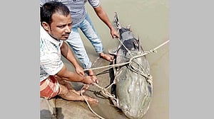কুড়িগ্রামে ব্রহ্মপুত্রে ধরা ৯০ কেজির বাঘাইড়, ১ হাজার ৫০০ টাকা দরে বিক্রি