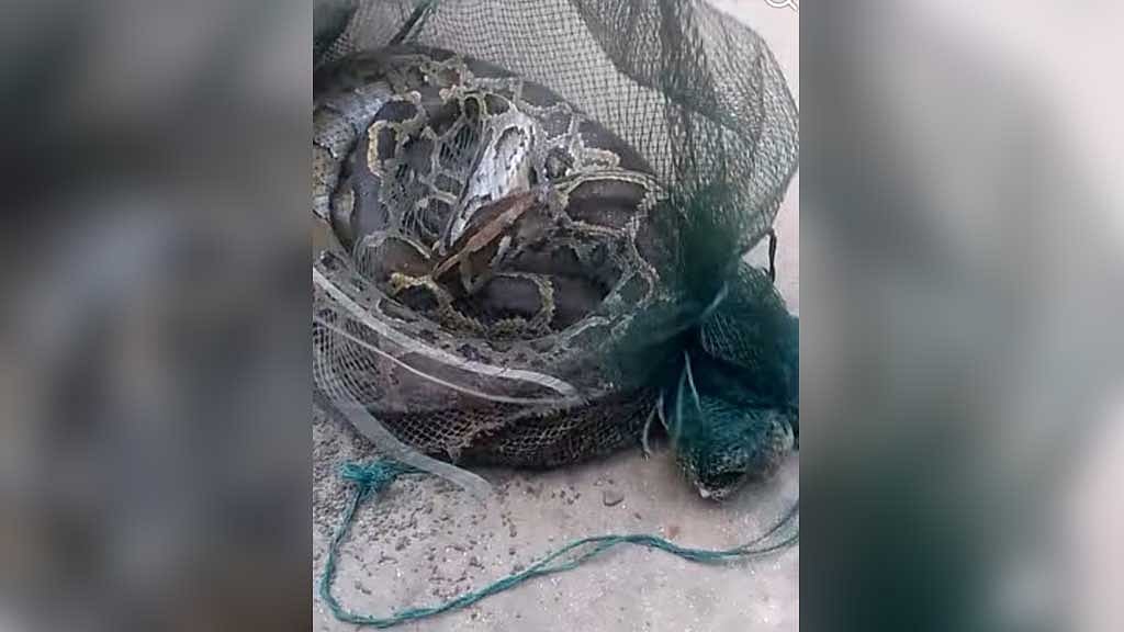 কুড়িগ্রামে মাছ ধরার জালে আটকা ১৪ ফুটের অজগর