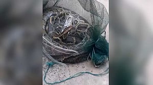 কুড়িগ্রামে মাছ ধরার জালে আটকা ১৪ ফুটের অজগর