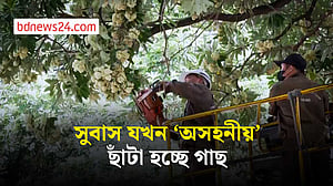ফুলের তীব্র গন্ধে ভিয়েতনামের হ্যানয়ে ছাঁটাই হচ্ছে গাছ