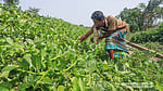 ময়লার ভাগাড়ে সবুজের সমারোহ, মাতুয়াইলে ফলছে নানা শাকসবজি
