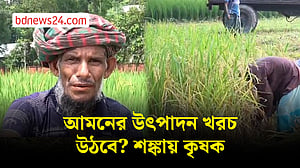 লালমনিরহাটে আমনের আবাদ ভালো, তবুও চিন্তায় কৃষক