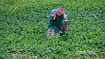 মাতুয়াইল ল্যান্ডফিল্ডে সবজি চাষ