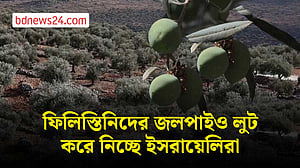 ফিলিস্তিনিদের জলপাই চুরির অভিযোগ ইসরায়েলি বসতি স্থাপনকারীদের বিরুদ্ধে