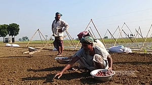 মুড়িকাটা পেঁয়াজ রোপণে ব্যস্ত রাজবাড়ীর চাষিরা, দুশ্চিন্তা খরচ নিয়ে