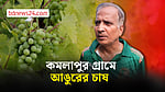 পরীক্ষামূলক আঙুর চাষে সফল কমলাপুর গ্রামের মিলন