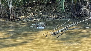 সুন্দরবনের খালে বাঘের মৃতদেহ