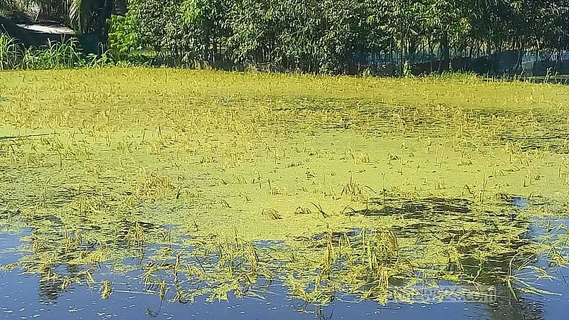 চাঁদপুরে শাহরাস্তিতে বন্যা: সাড়ে ৬ কোটি টাকার ফসল ক্ষতির আশঙ্কা
