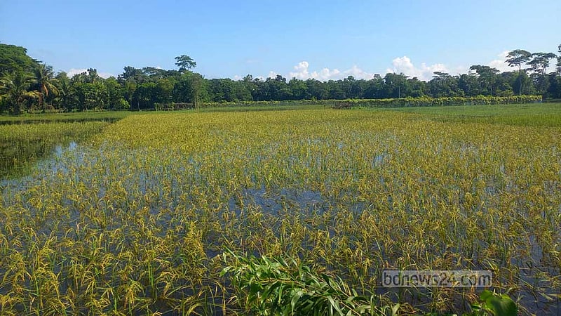 বন্যায় কৃষির ক্ষতি ৩৩৪৬ কোটি টাকা