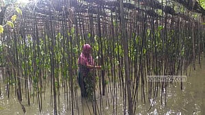 বন্যা: চাঁদপুরে ১০০ হেক্টর পানের বরজ ক্ষতিগ্রস্ত