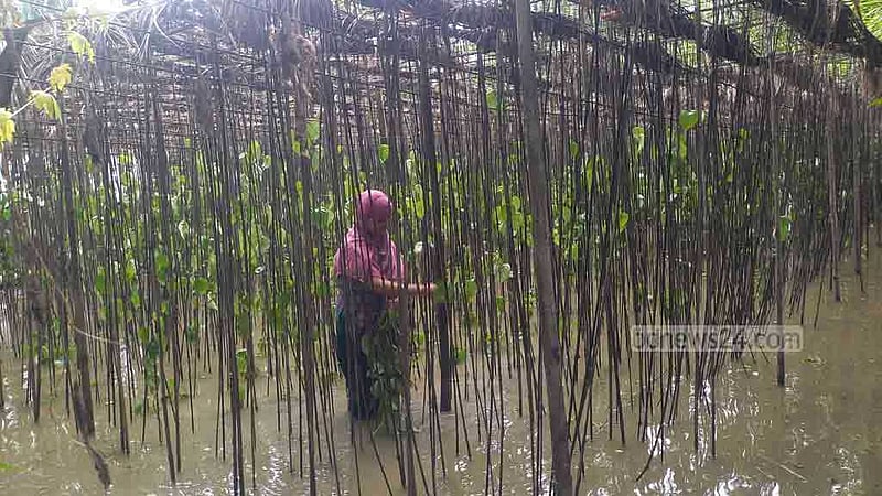 বন্যা: চাঁদপুরে ১০০ হেক্টর পানের বরজ ক্ষতিগ্রস্ত