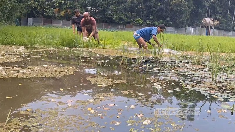 বৃষ্টিতে জলাবদ্ধতা: চাঁদপুরে রোপা আমনসহ আখের ব্যাপক ক্ষতি