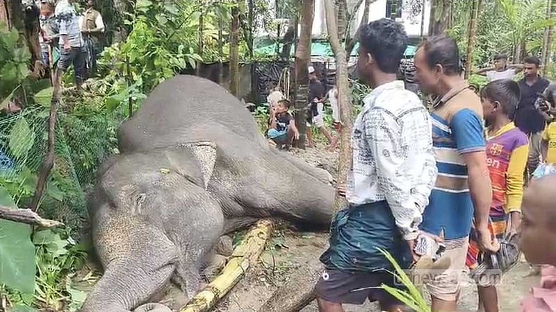 কক্সবাজারে ‘বিদ্যুৎস্পৃষ্ট’ হয়ে বন্যহাতির মৃত্যু