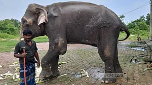 নির্যাতনের শিকার সেই হাতিটির ঠাঁই হলো গাজীপুর সাফারি পার্কে