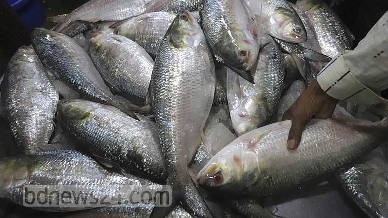 ভারতে না গেলেই কি ইলিশের দাম কমবে?