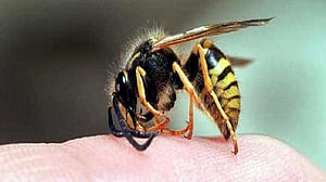ভিমরুলের কামড়ে বোনের পর মারা গেল ভাইও
