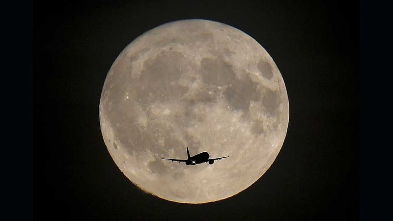 বিপন্ন প্রাণীদের চাঁদে পাঠাতে চান বিজ্ঞানীরা