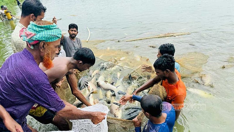 রাজশাহীতে সংসদ সদস্যের ৩টি পুকুরে ‘বিষ দিয়ে’ মাছ নিধন, পরে ‘লুট’