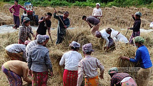পাহাড়ে ‘শ্রম বিনিময়’ প্রথায় গোলায় উঠছে ধান