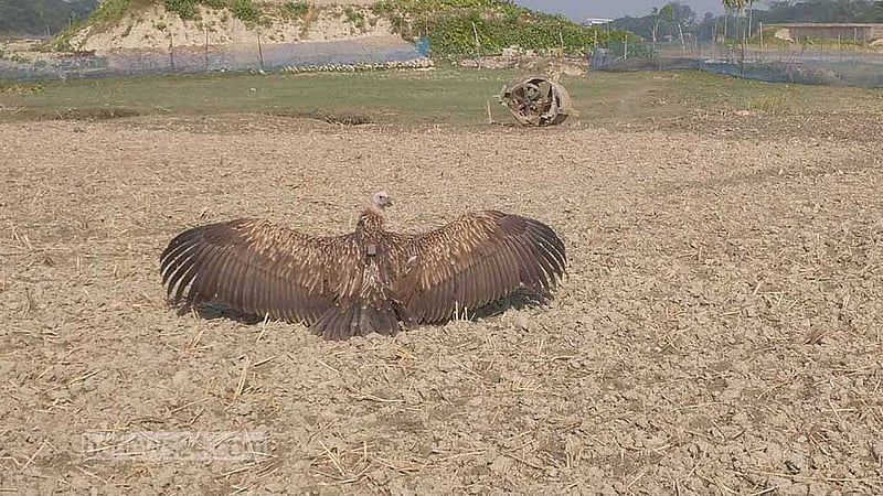 ‘স্যাটেলাইট ট্যাগ’ নিয়ে বরিশালের আকাশে ডানা মেলল হিমালয়ান শকুন