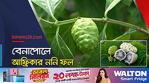 আফ্রিকার ননি ফলের আবাদ বেনাপোলে