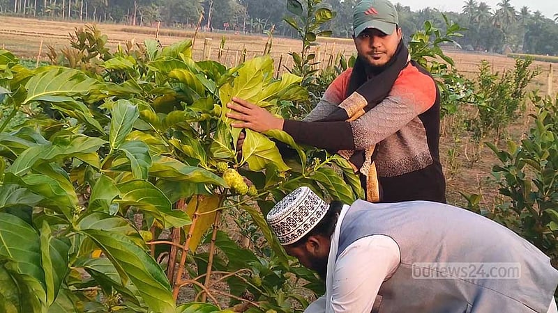 আফ্রিকার ‘ননি ফল’ চাষ হচ্ছে বেনাপোলে