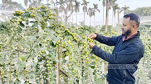 এক মৌসুমে ২২ লাখ টাকার বরই বিক্রির আশা লালমোহনের হোসেন মিয়ার