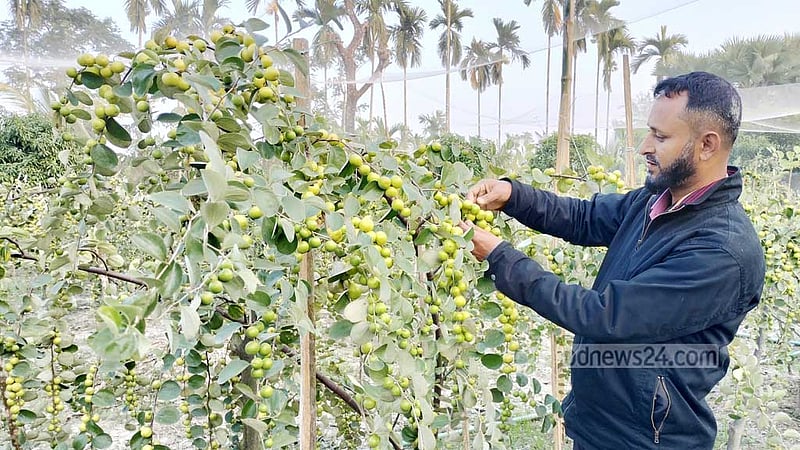 এক মৌসুমে ২২ লাখ টাকার বরই বিক্রির আশা লালমোহনের হোসেন মিয়ার
