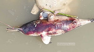 হালদায় ভাসছিল মৃত ডলফিন