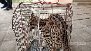 চিতা বিড়াল মিলল লোহাগাড়ায়