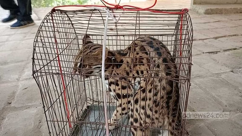 চিতা বিড়াল মিলল লোহাগাড়ায়